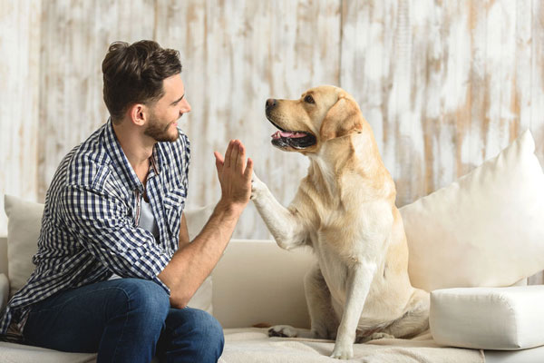 Turbo Hundebusiness Turbo Hundebusiness